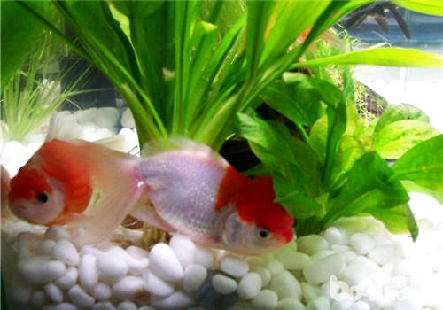 观赏鱼鱼鳍充血简介 观赏鱼鱼鳍充血简介