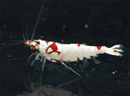 水晶虾的八种常见疾病
