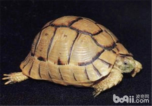 为宠物龟剪指甲的注意事项 为宠物龟剪指甲的注意事项