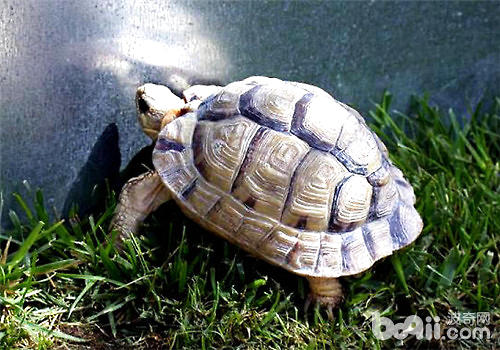 为宠物龟剪指甲的注意事项 为宠物龟剪指甲的注意事项