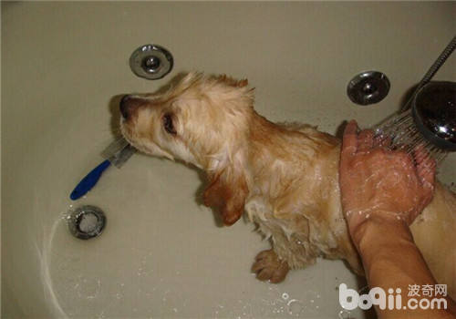 什么情况下不能给狗狗洗澡之洗澡注意事项