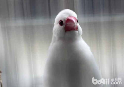 病期鸟儿护理注意事项 病期鸟儿护理注意事项