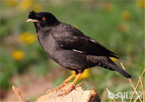 病期鸟儿护理注意事项 病期鸟儿护理注意事项