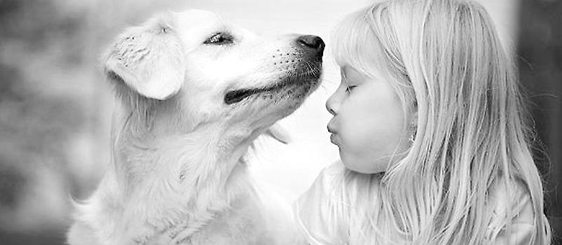 饲养狗狗能降低孩子过敏的几率|成犬饲养-波奇