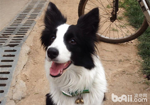 遛狗时需要注意什么？