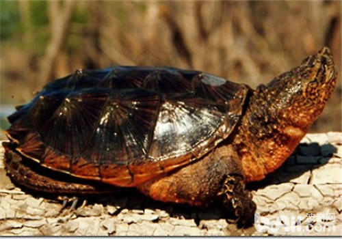 几种鳄龟的区分与鉴别方法