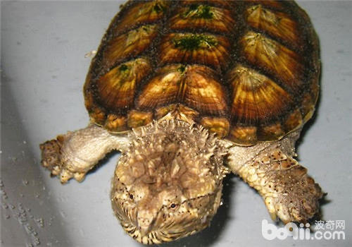 几种鳄龟的区分与鉴别方法