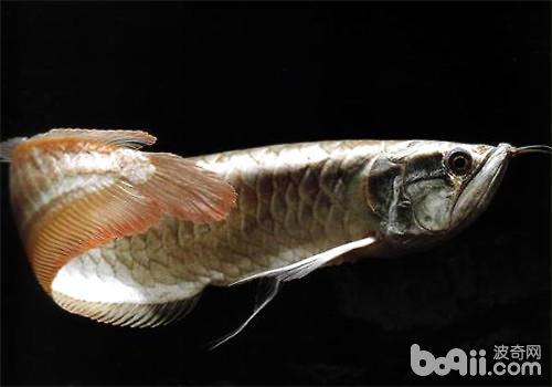 银龙鱼常见的九种疾病|水族常见病症-波奇网百