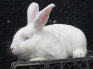 为兔兔饲料增加添加剂可预防兔病
