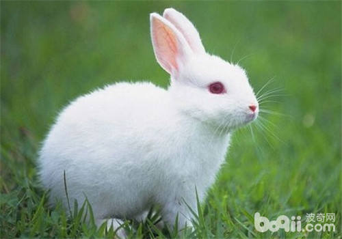 为兔兔饲料增加添加剂可预防兔病