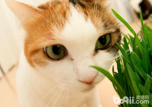 猫草对猫咪有何作用