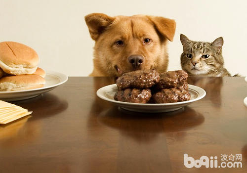 猫咪食物过敏怎么办