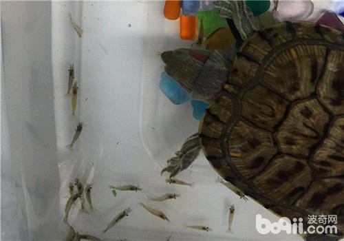 巴西龟每天吃多少东西比较合适？