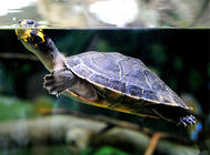 水龟饲养用具之如何选择龟缸