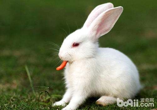 兔子吃异物怎么办