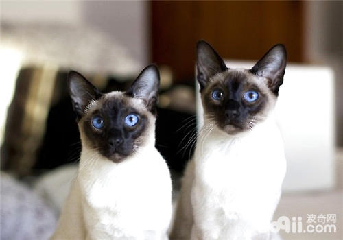 春季解决猫咪掉毛的措施 春季解决猫咪掉毛的措施