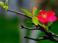 杜鵑花多久開一次花之花蕾期管理