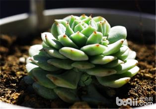 多肉植物的休眠期简介