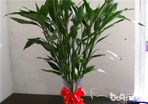 比较容易饲养的水养植物推荐