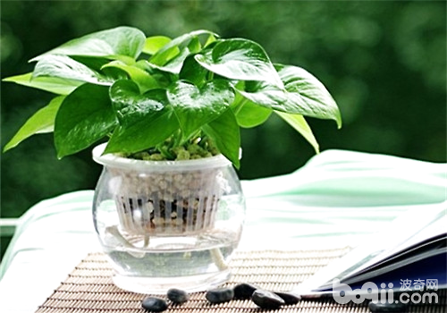 比较容易饲养的水养植物推荐