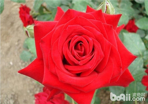 月季花染上白粉病怎么办