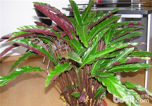 紫背竹芋的栽培及繁殖方法