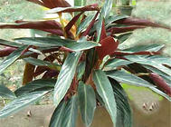 紫背竹芋的栽培及繁殖方法