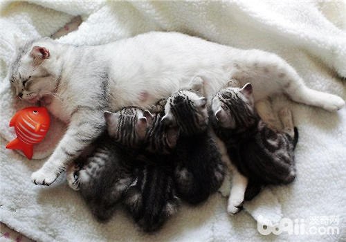 母猫正常分娩及助产要点