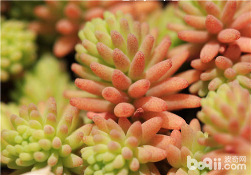 多肉植物播种常见的四大问题