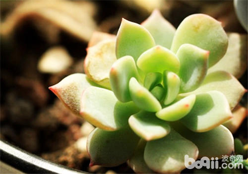多肉植物播种常见的四大问题
