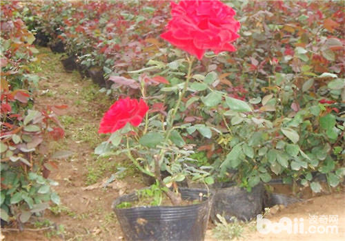 养好月季花施肥很重要