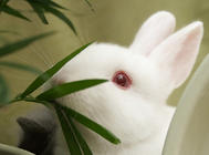 兔子可以不吃草嗎