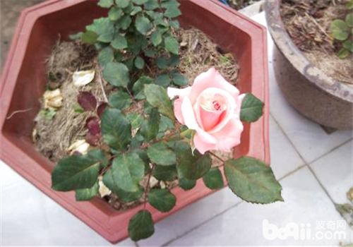 养好月季花施肥很重要