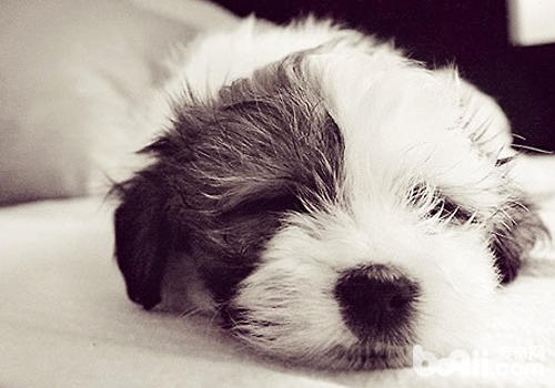 狗狗睡觉时抖脚是为什么|成犬饲养-波奇网百科