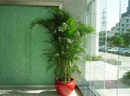 凤尾竹的栽培与繁殖要点