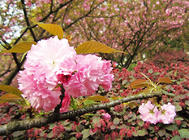 樱花的栽培管理方法