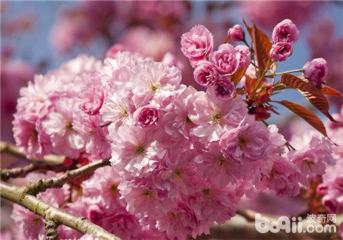 樱花的栽培管理方法