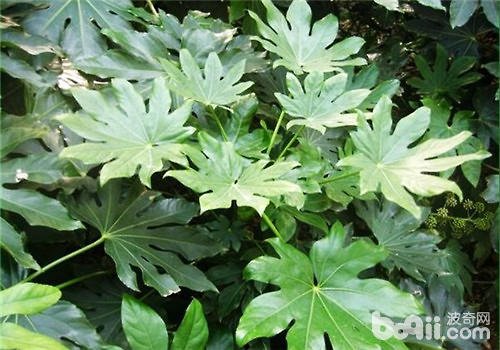 八角金盘的风水及家居作用