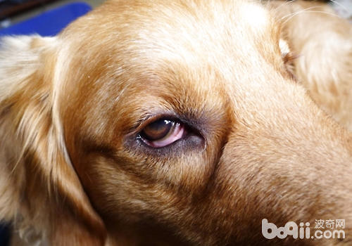 狗狗得结膜炎怎么处理|狗狗常见病-波奇网百科大全