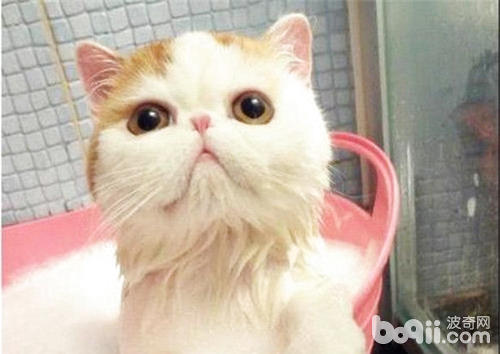 如何让猫咪乖乖洗澡