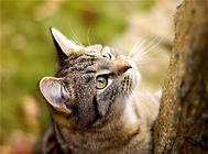吃猫粮的猫咪还需要吃营养品吗？