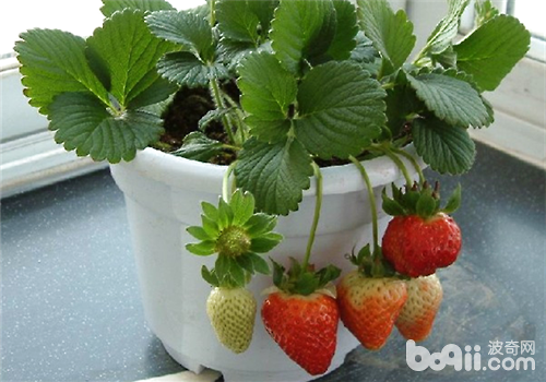 盆栽草莓施肥的目的之方法介绍