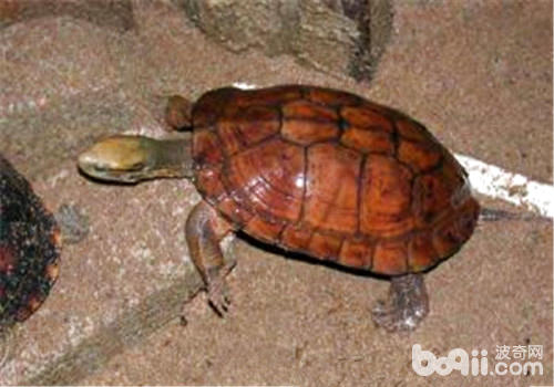 龟鳖饲养控制温度的方法