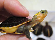 另类龟种——闭壳龟与折背龟