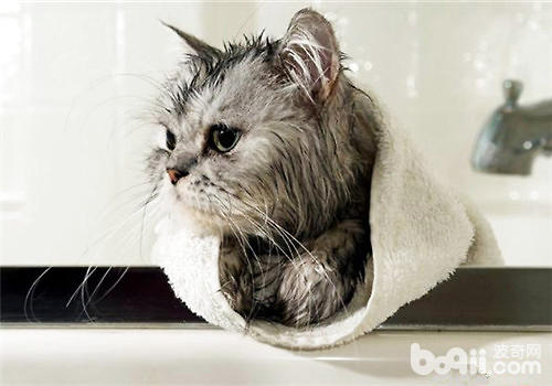 为猫洗澡的注意事项有哪些?|猫咪美容-波奇网