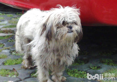不要去挑逗流浪犬 不要去挑逗流浪犬