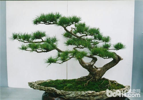 马尾松盆景的养护管理