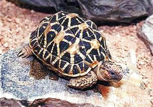 印度星龟很难养吗？