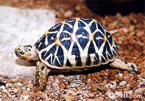 印度星龟很难养吗？
