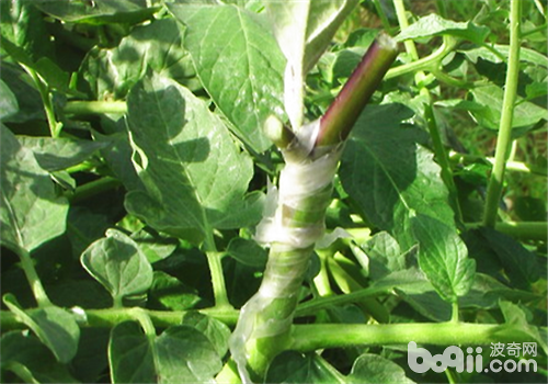 番茄嫁接好处之方法介绍|流行新宠繁殖-波奇网